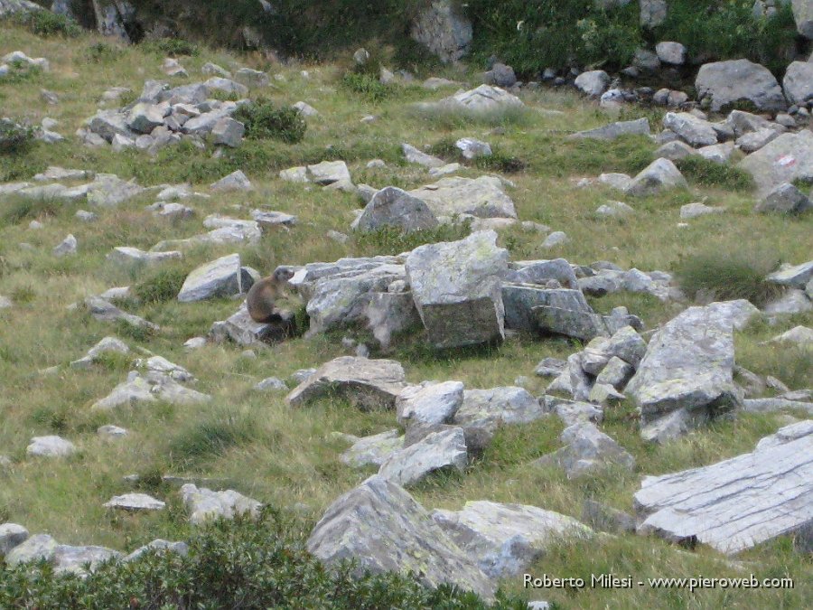 07 Anche le marmotte si lasciano fotografare.JPG